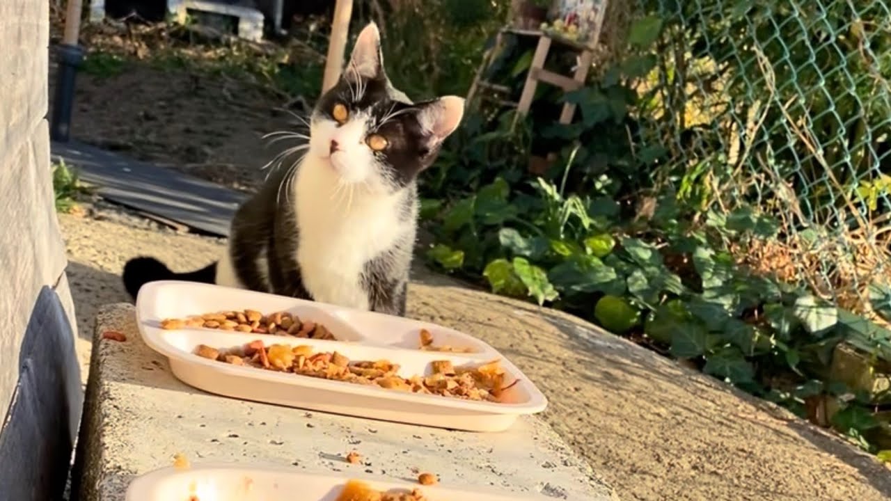 2026.02.01  野良子猫三兄弟のご飯タイム～ご飯を前にハエに反応するのはお腹が満たされてる証拠～(字幕なし)