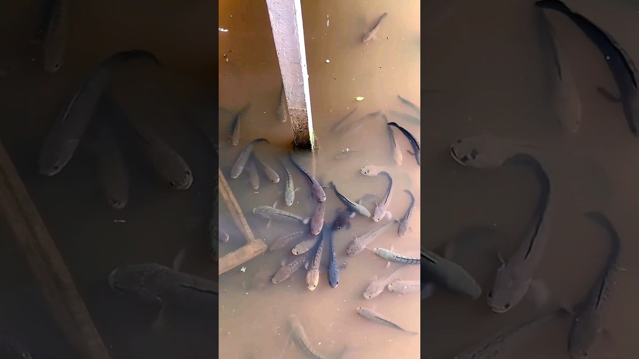 SARANG IKAN GABUS 🦈.UMPAN JITU IKAN GABUS🦈🦈 #fishing  #ikangabus