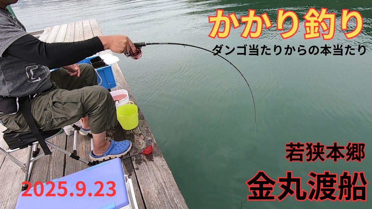 【かかり釣り】若狭本郷金丸渡船2025.9.23