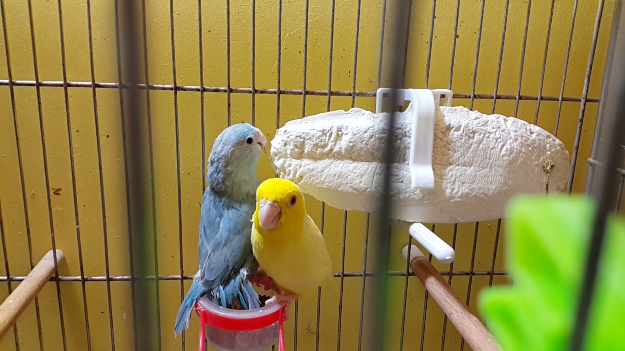 FORPUS ÜRETİMHANESİ / PARROTLET AVIARY /  Forpus Coelestis Pairs and Chicks