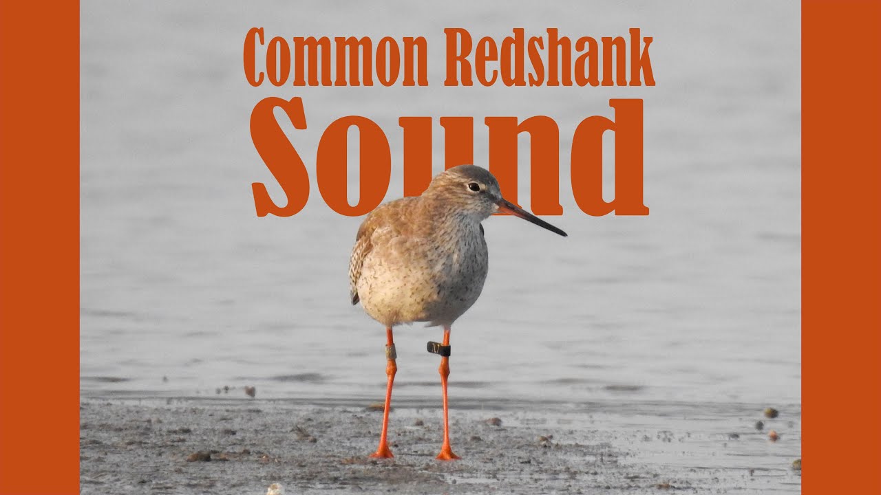Sound of Common redshank bird