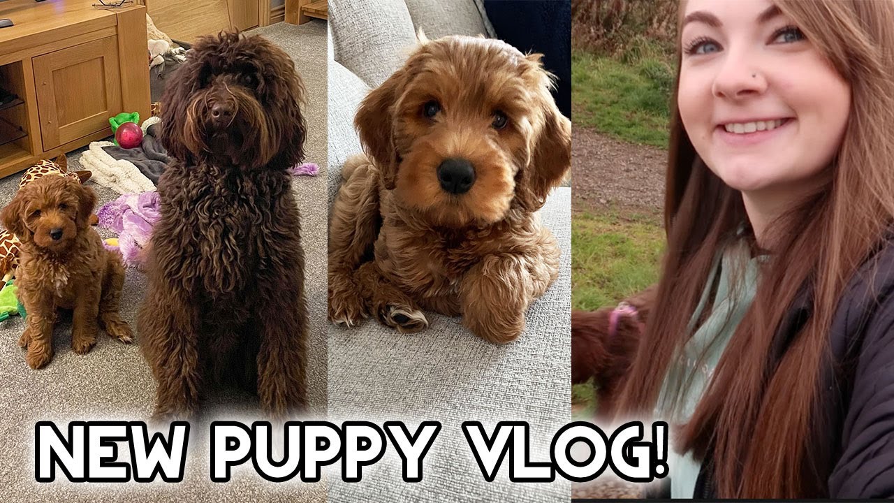 New Puppy Vlog! Australian Labradoodle 🐶