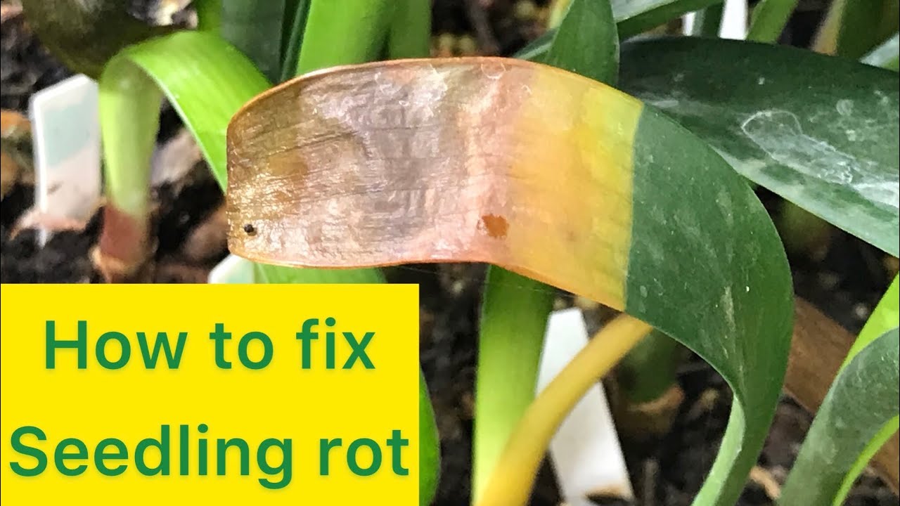 How to fix Seedling Rot