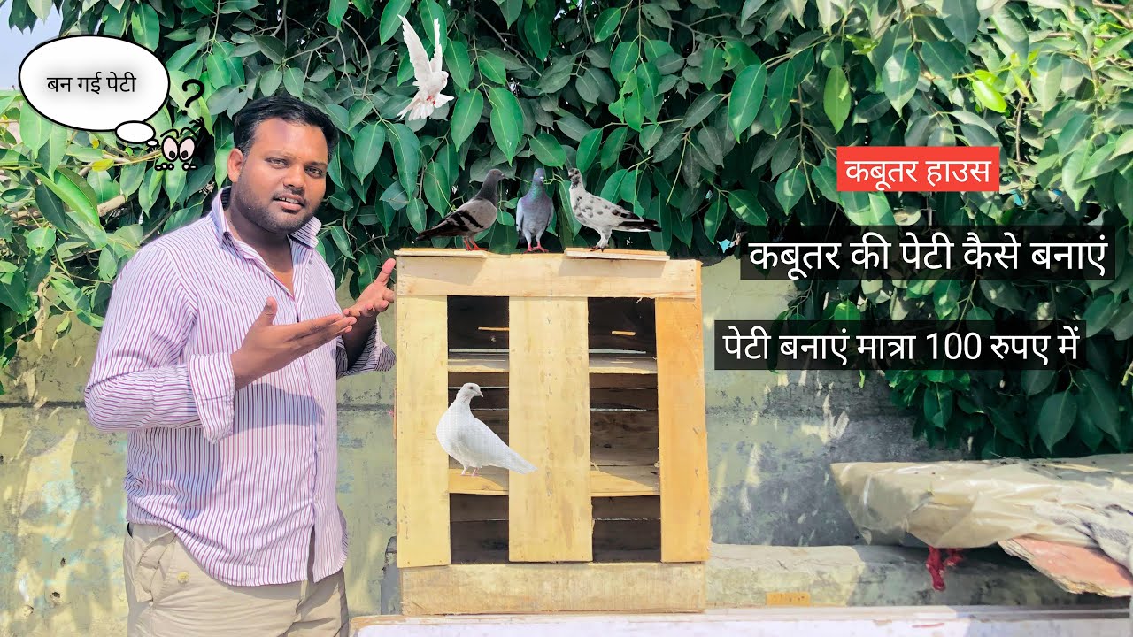कबूतर की पेटी कैसे बनाएं  kabutar ki peti kaise banaen Day..149 🕊️🥰