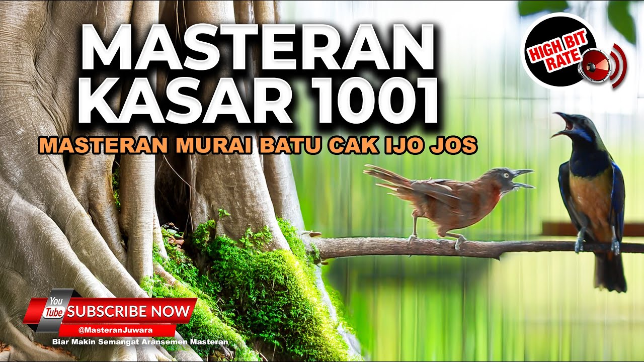 🔴Masteran Tepus Kepala Abu Gacor vs Cucak Cungkok Super Gacor Saling Nembak Kasar Satu Irama Lagu