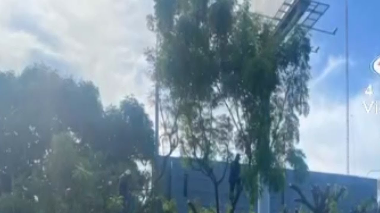 Multas en Managua: Árboles mutilados y basura en calles