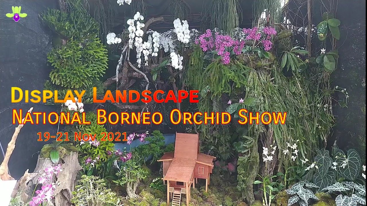 Display Landscape di National Borneo Orchid Show 2021 || Pameran Anggrek Kab. Tanah Laut Part 1