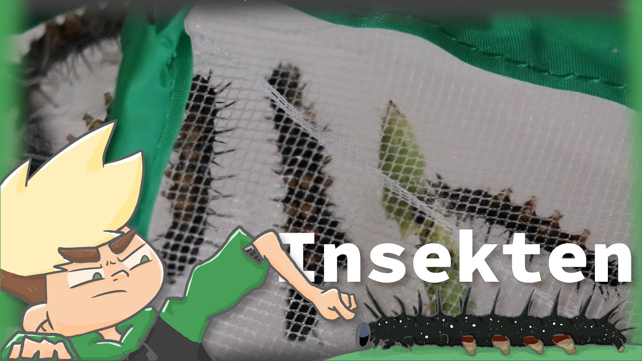 Wir lassen die Schmetterlinge frei - Project Butterfly 4/4