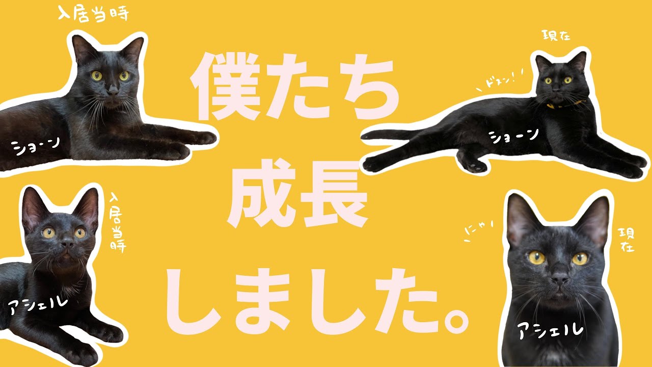大食い猫スタッフの成長録