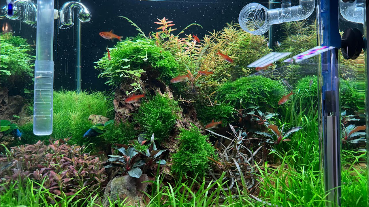 Betta Tank | Aquascape With Dragon Stones