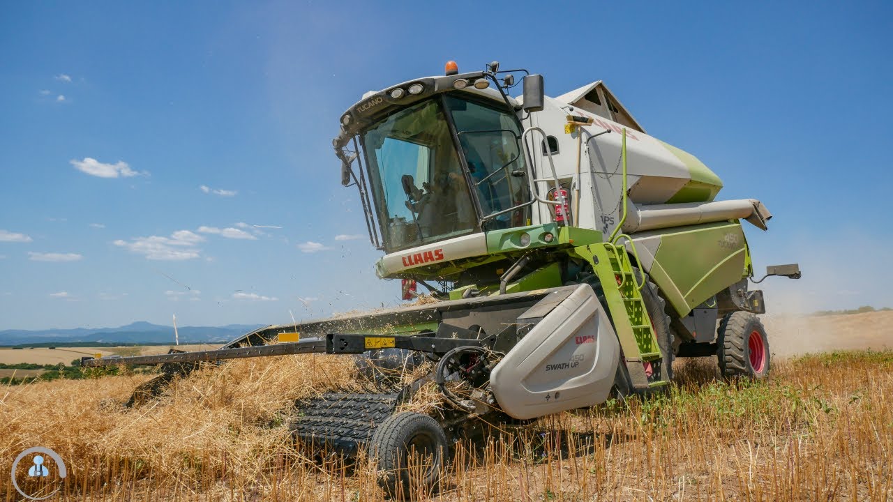 🌾2022 - CLAAS Tucano 450 + Claas Swath Up 450 - dvojfázový zber horčice