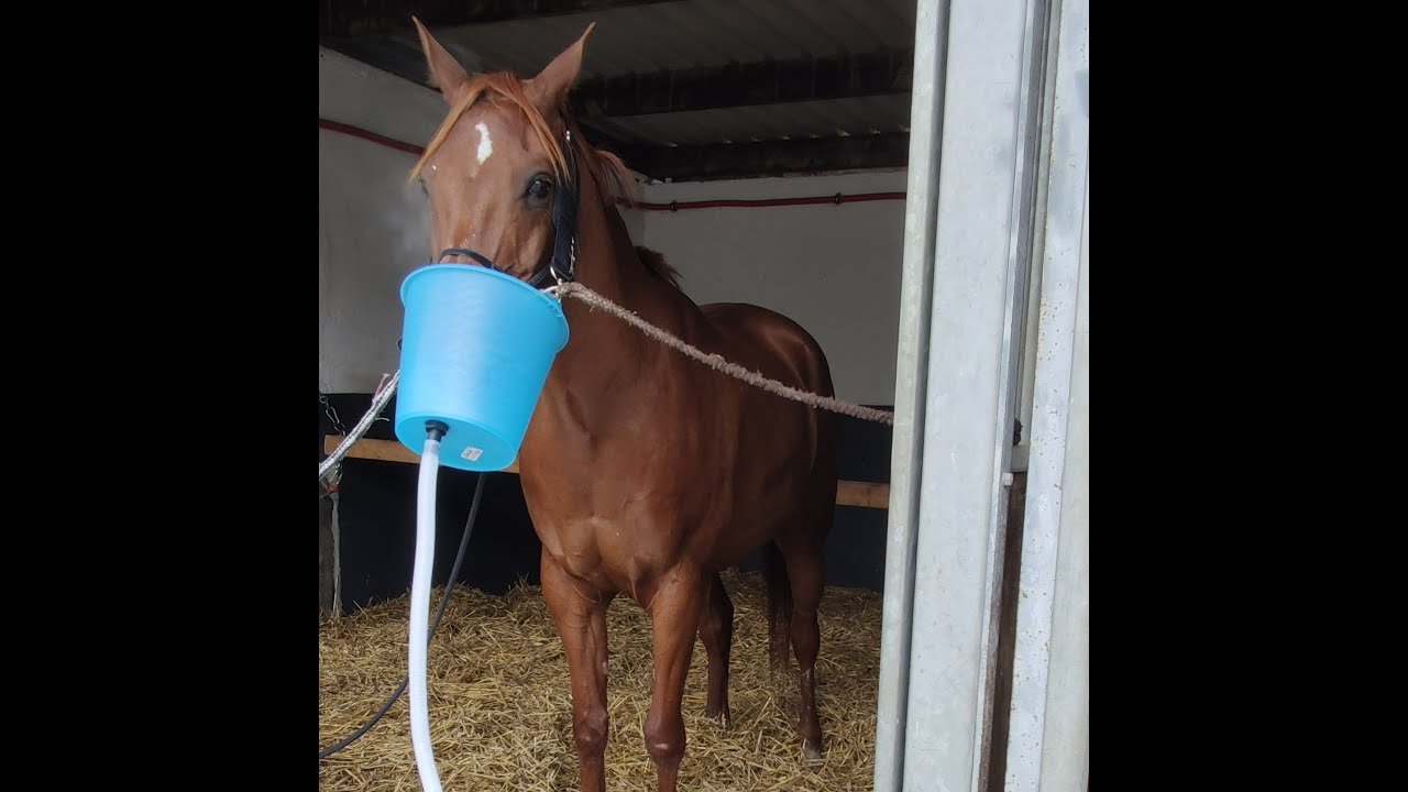 Hartwig Inhalationsgerät für Pferde