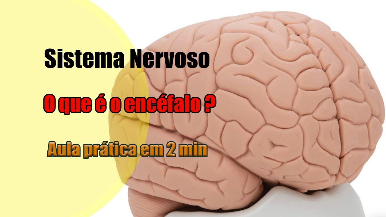 Enc&eacute;falo e suas principais estruturas [4K] - Neuroanatomia - Anatomia