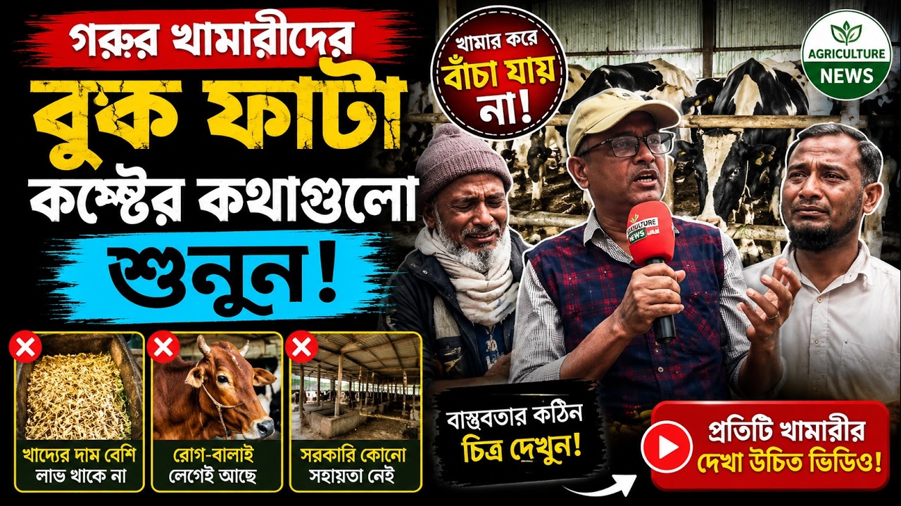 গরুর খামারীদের বুক ফাটা কষ্টের কথাগুলো শুনুন | Agriculture News
