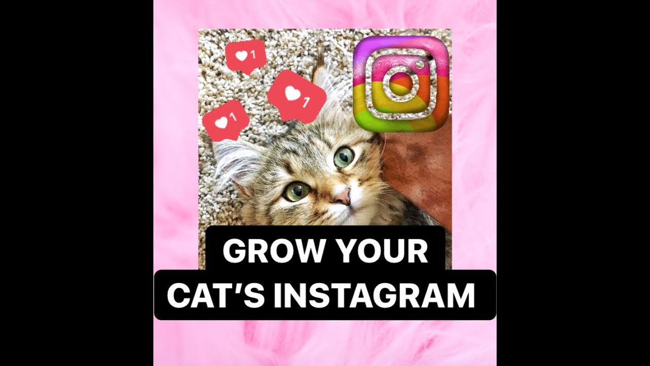 Grow Your Cat's Instagram Account: 3 Things You Can Do TODAY