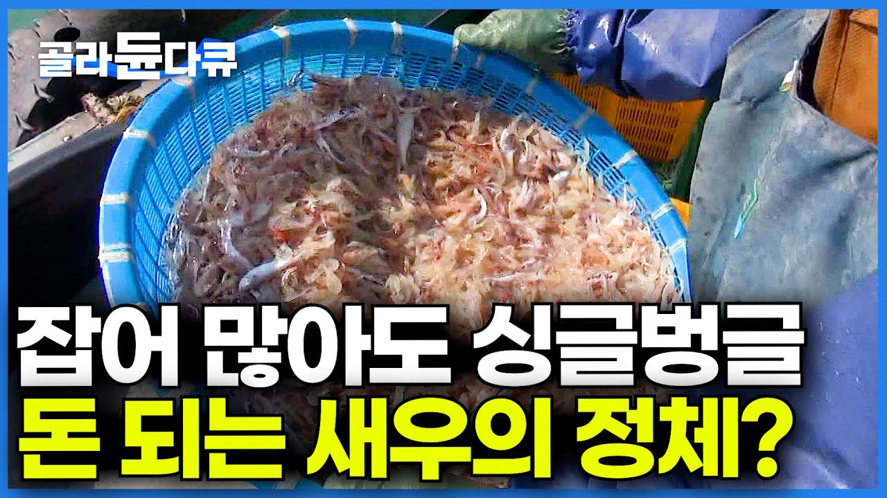한 통에 수백만 원. 살도 없는데 몸값 비싼 새우의 정체? 젓새우 잡느라 바다에서 노숙하는 선장님│만선 젓새우잡이│극한직업│#골라듄다큐