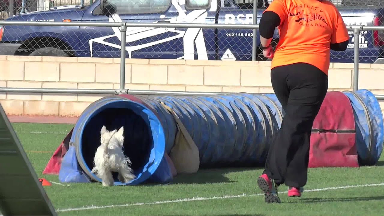Agility 26.03.16 Amelie westie