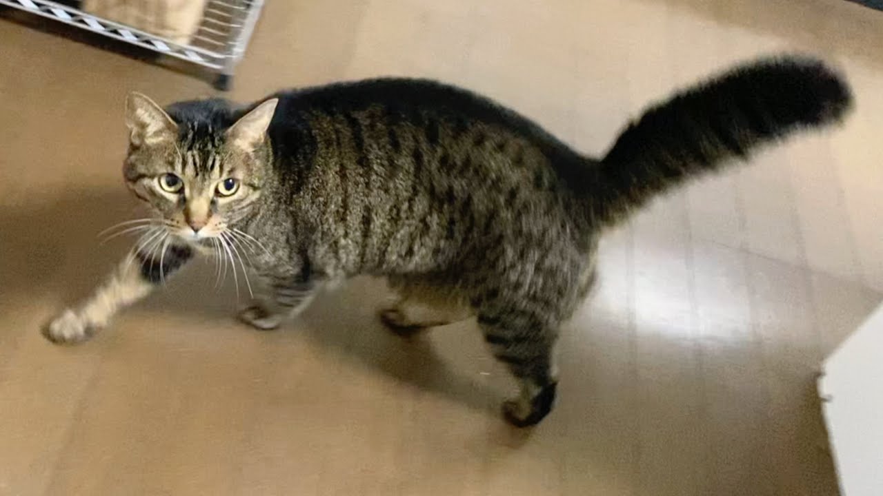 突然タヌキのような尻尾になる猫...