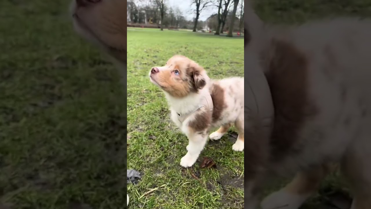 Milo ist der King im Park und wei&szlig; es genau! 🤣🐶❤️ #hund #australianshepherdpuppy #puppy #dog