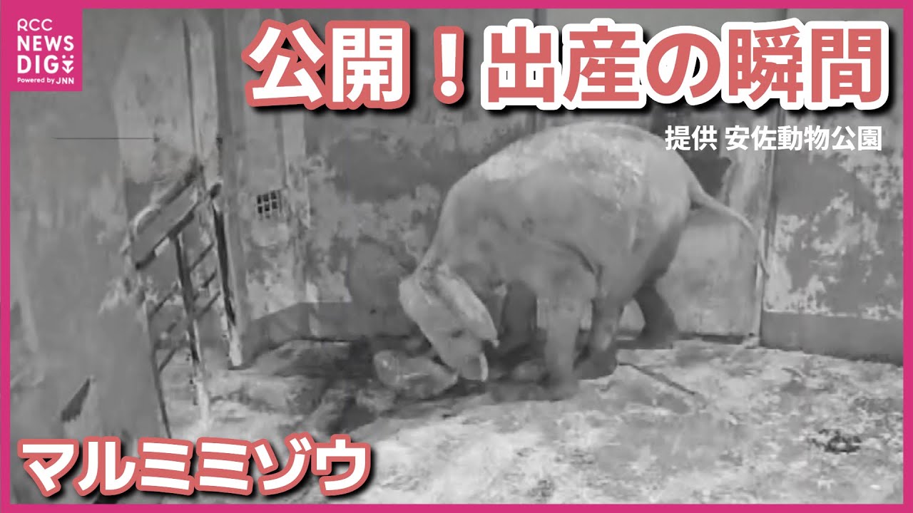 【誕生の瞬間】マルミミゾウの赤ちゃん“出産”　貴重映像公開　陣痛の痛みでソワソワ　赤ちゃん刺激し立ち上がらせる　親子関係は現在良好　午前5時出産「慌ててないね」　広島　安佐動物公園
