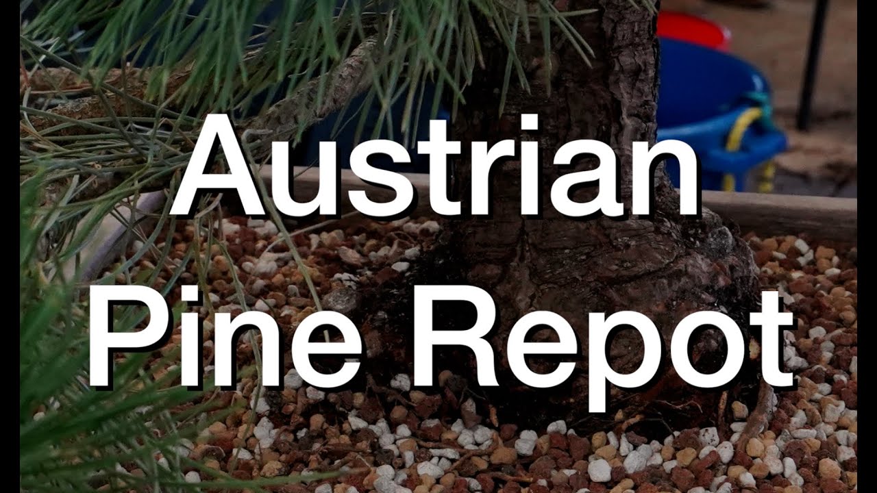 Austrian Pine: Dave's Bonsai E312