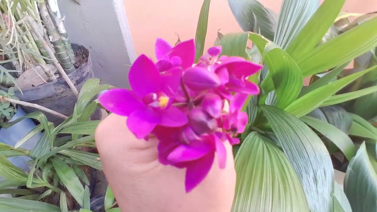 Vamos ver plantinhas.