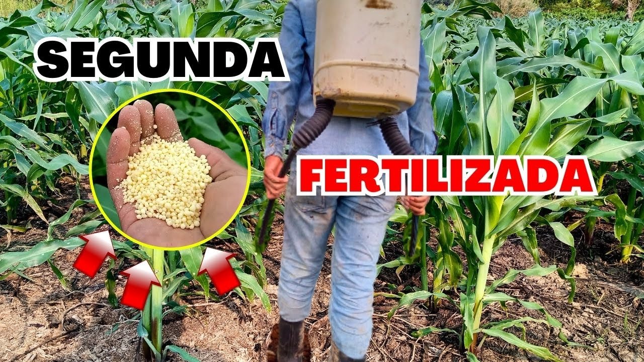 Momento PERFECTO para SEGUNDA FERTILIZACIÓN del MAÍZ - estos son los fertilizantes para el maíz