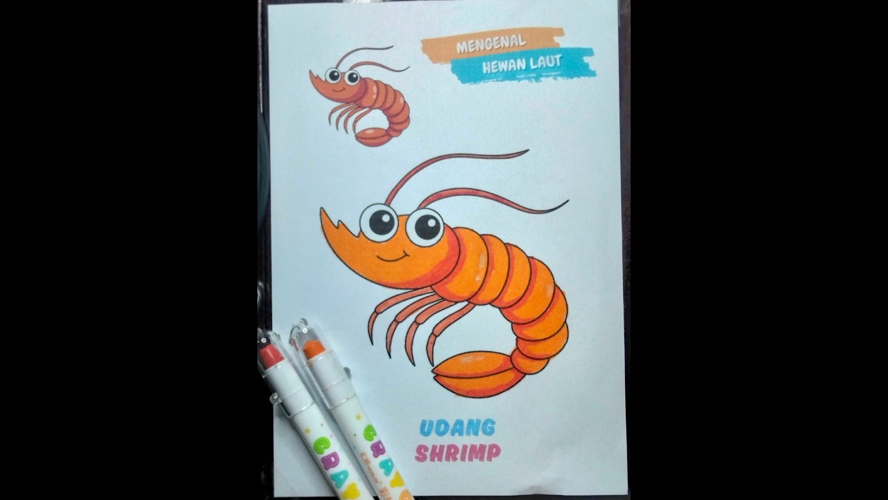 Tutorial Mewarnai Udang dengan Krayon dan Spidol.