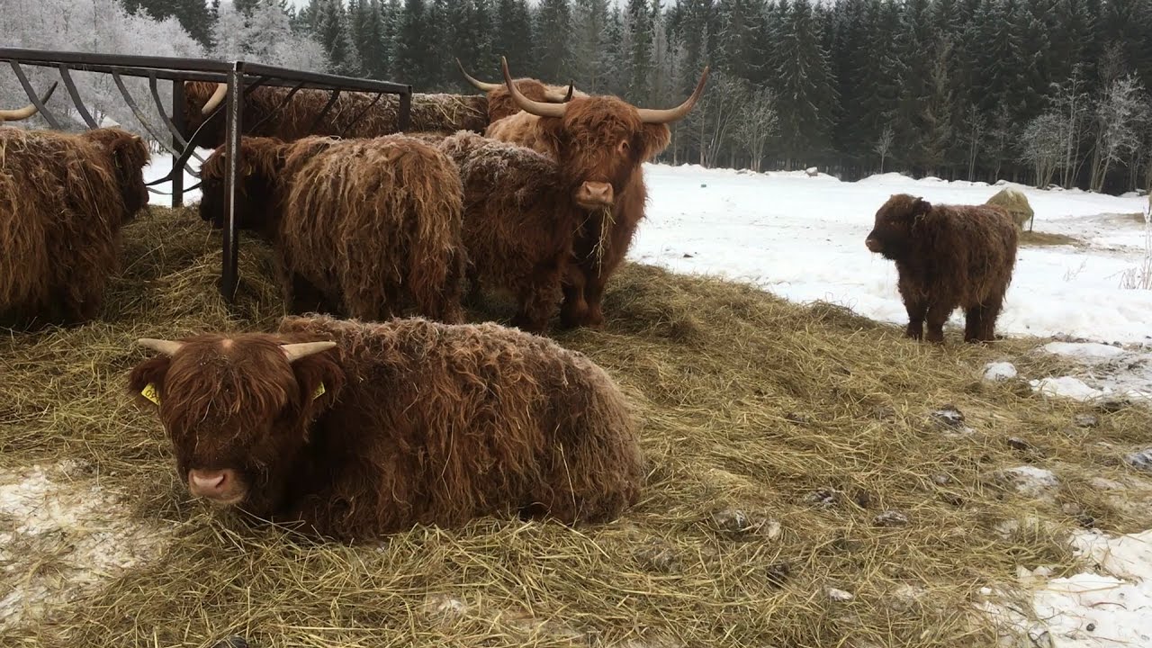 Scottish Highland Cattle In Finland: Cows eating and chilling out