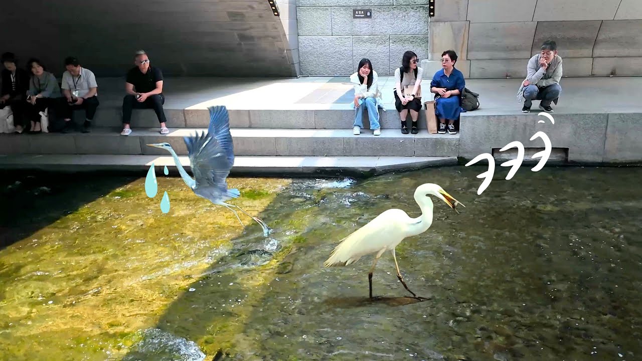 청계천, 새들의 저녁식사~ 백로 물고기 독식에 왜가리 반응? ㅋㅋㅋ  | Cheonggyecheon: Birds’ Dinner Time~