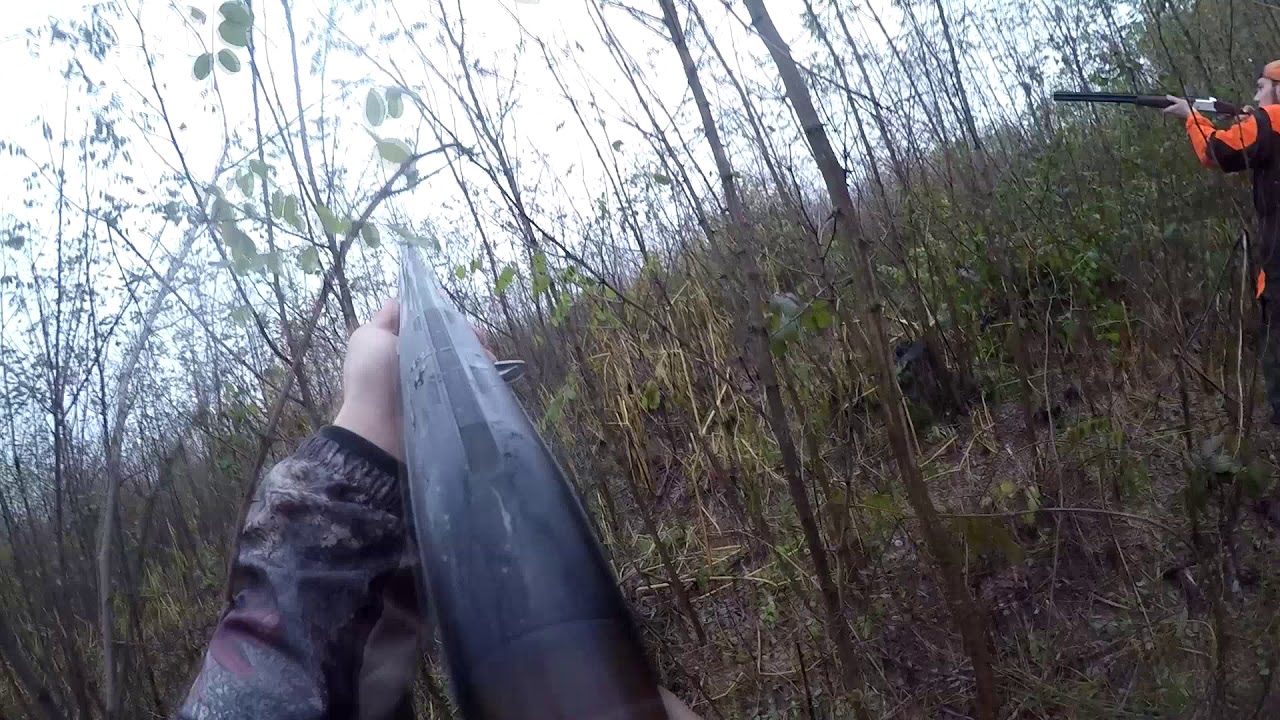 chasse de la bécasse et faisans au chien d'arrêt