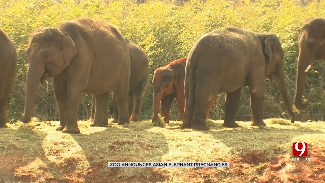 OKC Zoo Announces Two Pregnant Endangered Asian Elephants