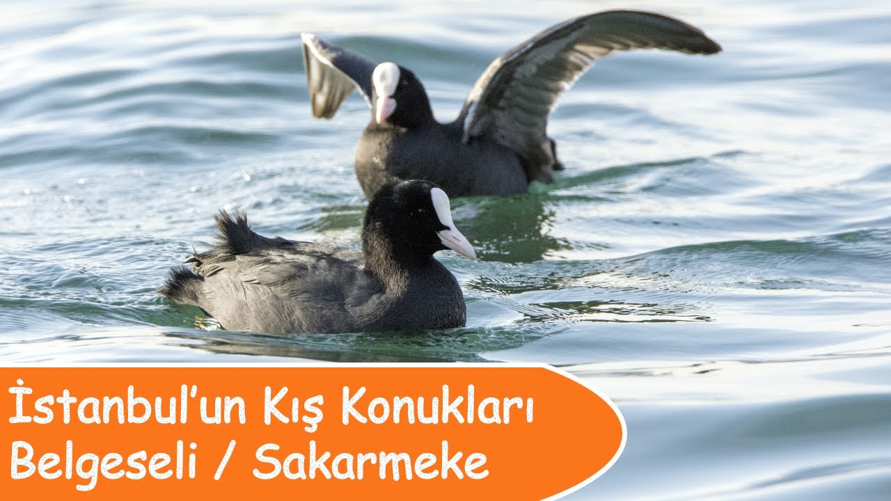 Sakarmeke Belgeseli / İstanbul'un Kış Konukları #belgeselizle #türkçebelgesel