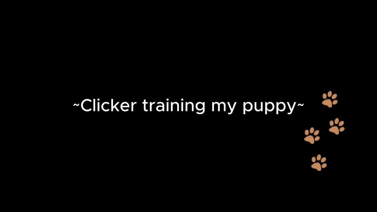 Clicker training my puppy [m4a] [ASMR] [good puppy] [praise] [headrubs]
