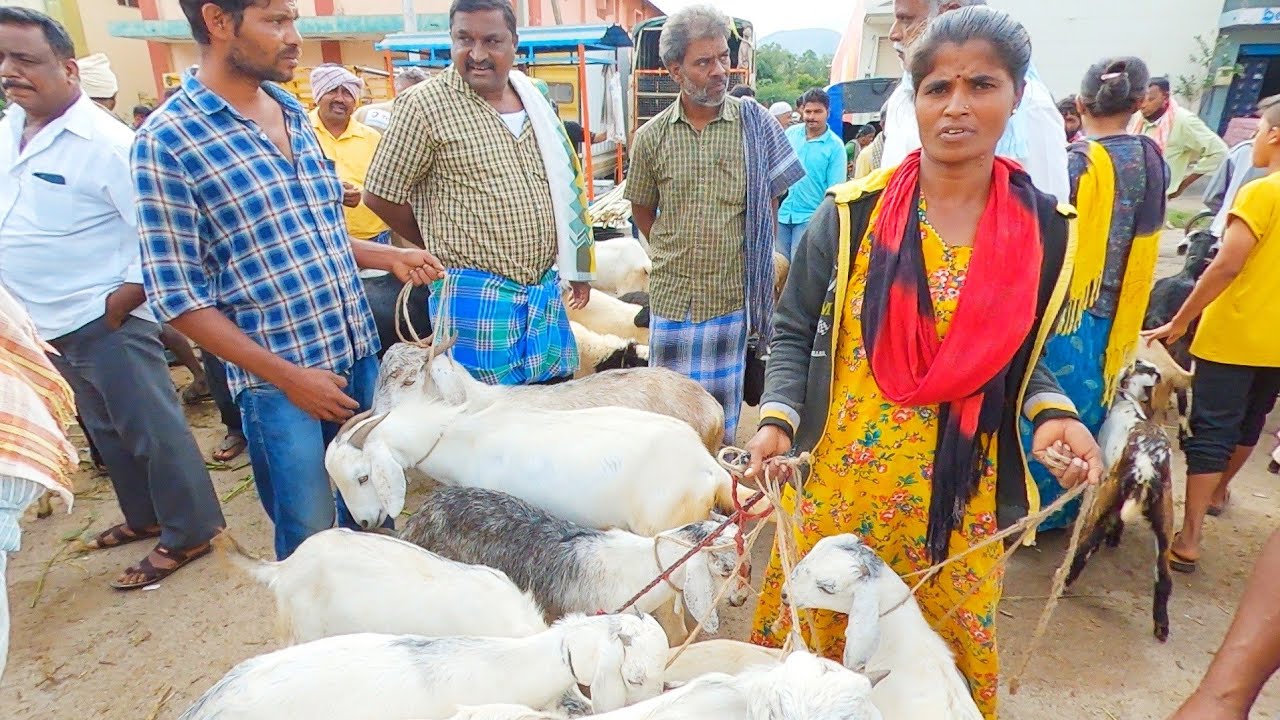 Batawadi sheep market - July 2022