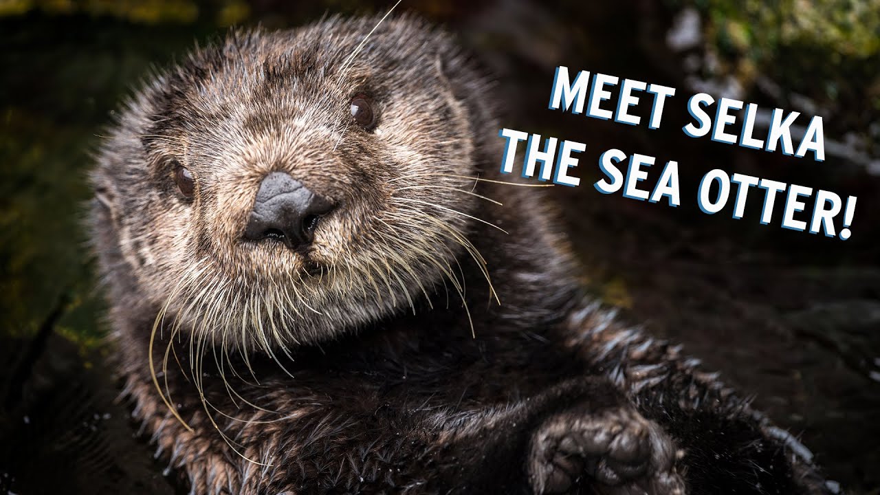 Meet Selka The Sea Otter! | Monterey Bay Aquarium's Pawesome Ladies