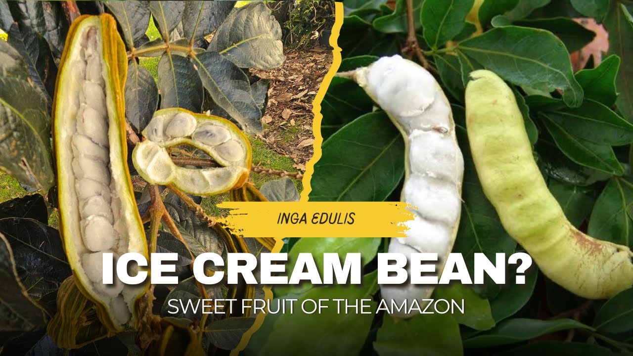 Inga edulis – The Ice Cream Bean Tree | Sweet Pods, Big Shade & Tropical Wonders