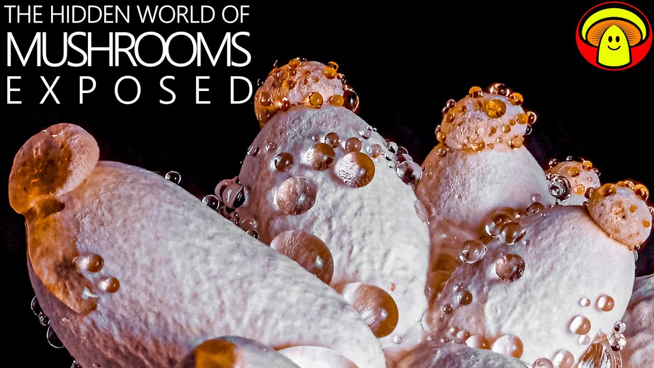 Growing Mushrooms at Home like You have never seen before | Macro Time Lapse
