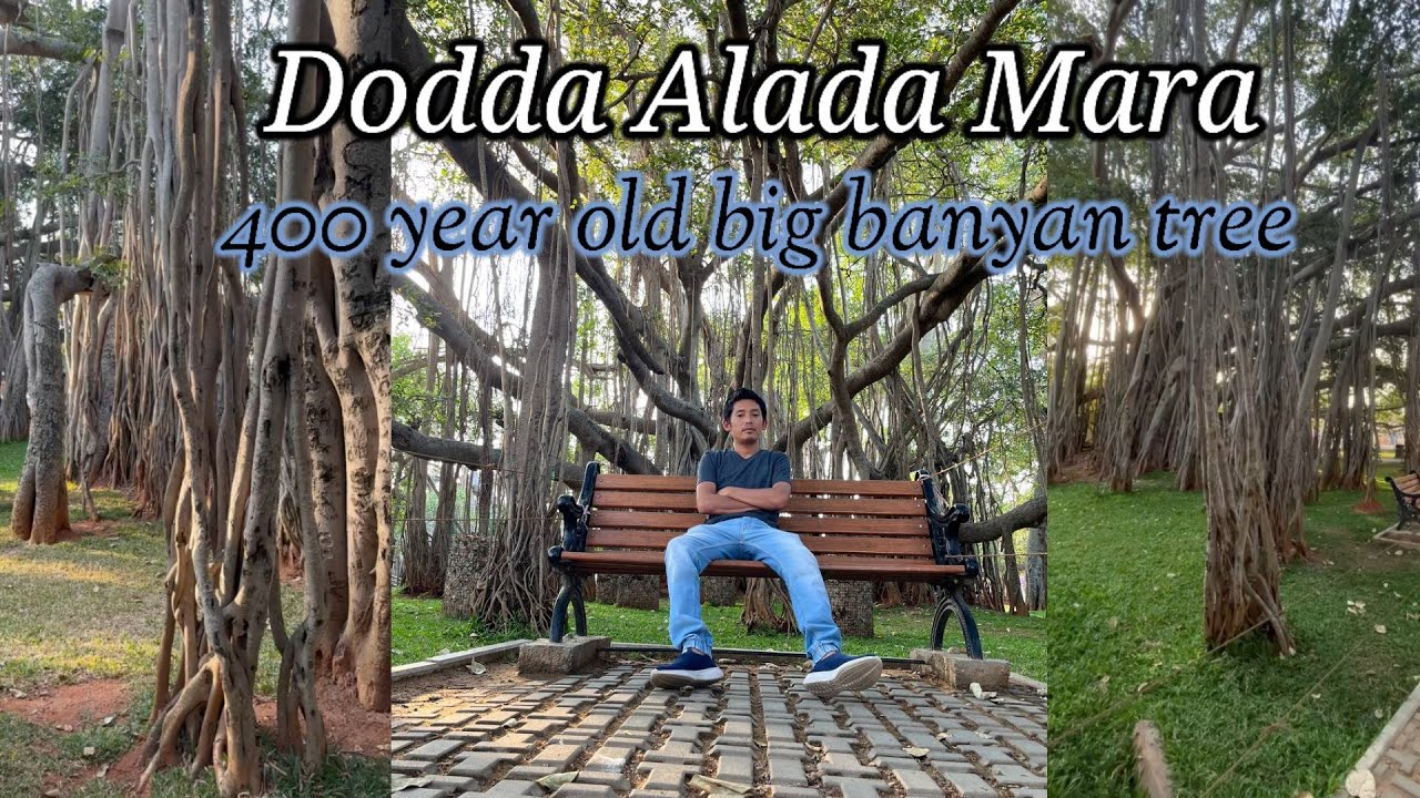 Dodda Alada Mara | 400 year Old Big Banyan Tree In  Bangalore