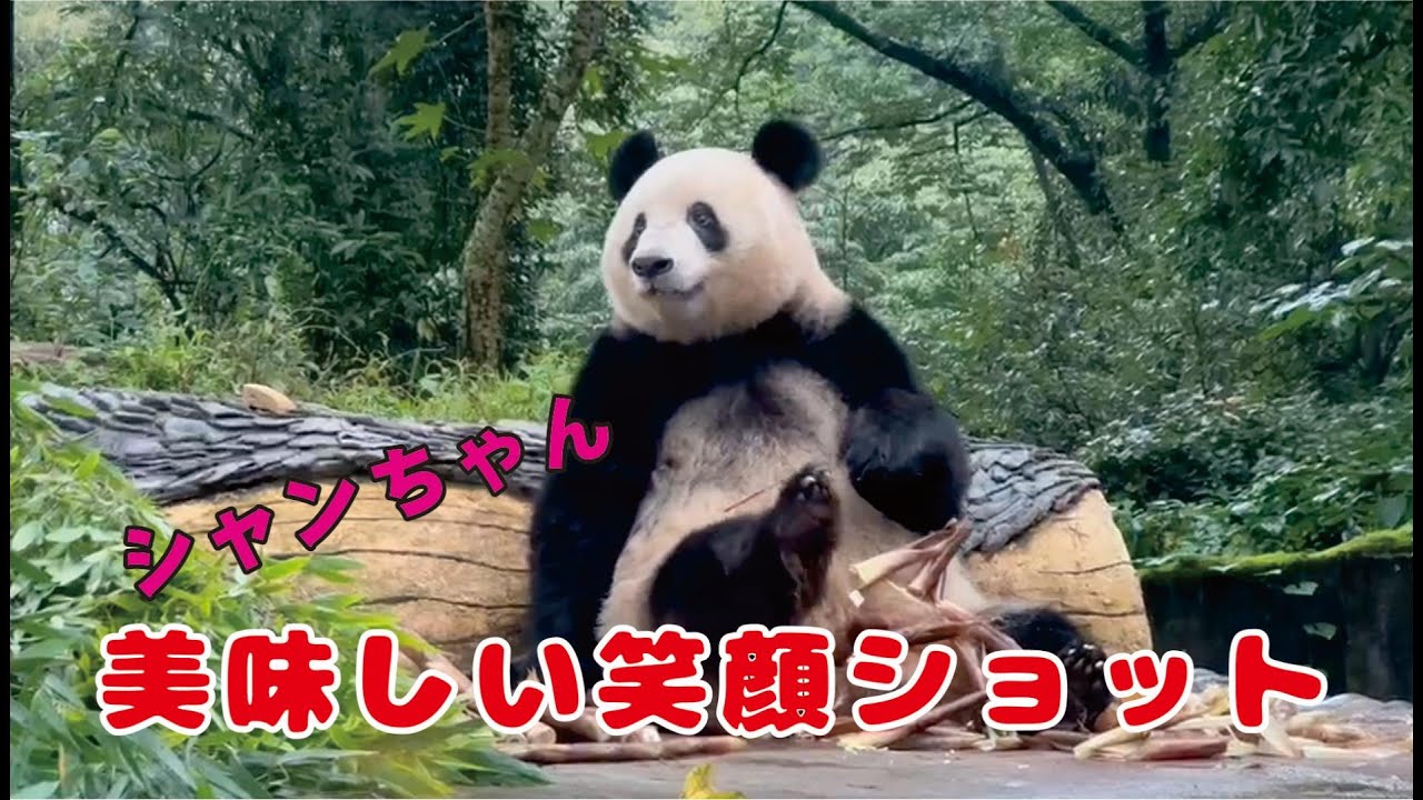 【シャンちゃん美味しい笑顔ショット】実家の食事はグルメで絶対妥協しないシャンちゃんのお口によっぽと会っているみたい、ふっくらしてきたシャンちゃんの体重は既に100キロ台を超えたとのこと
