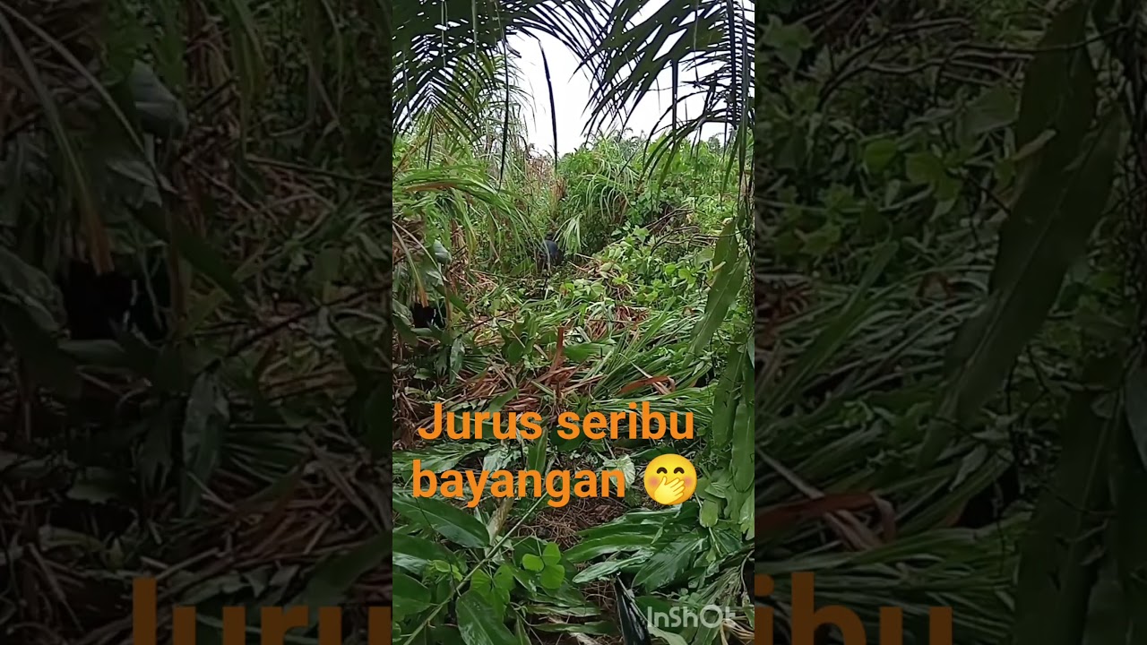 #petani