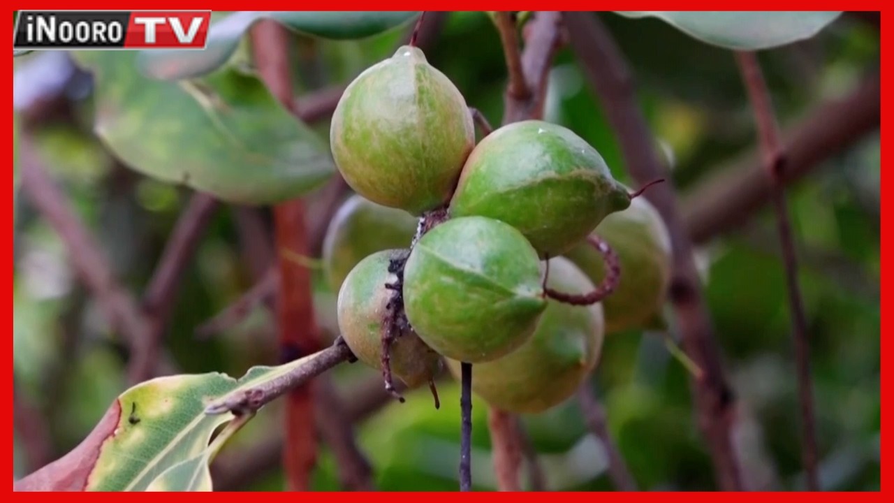 Kĩgirĩko kĩa arĩmi a macadamia