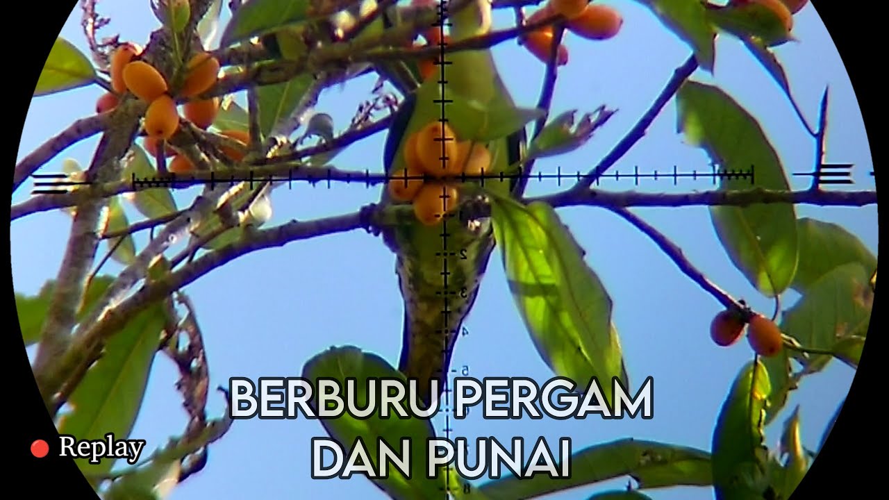 🔴HUMMER X BERBURU PERGAM DAN PUNAI GUNUNG // SPOT BUAH BERINGIN 