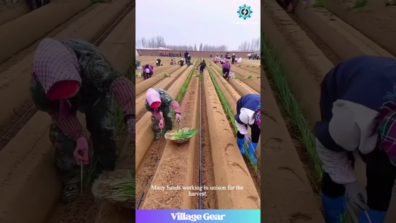 The Backbone of Harvest: Farmers Working Together in the Fields #farminglife #community #hardwork