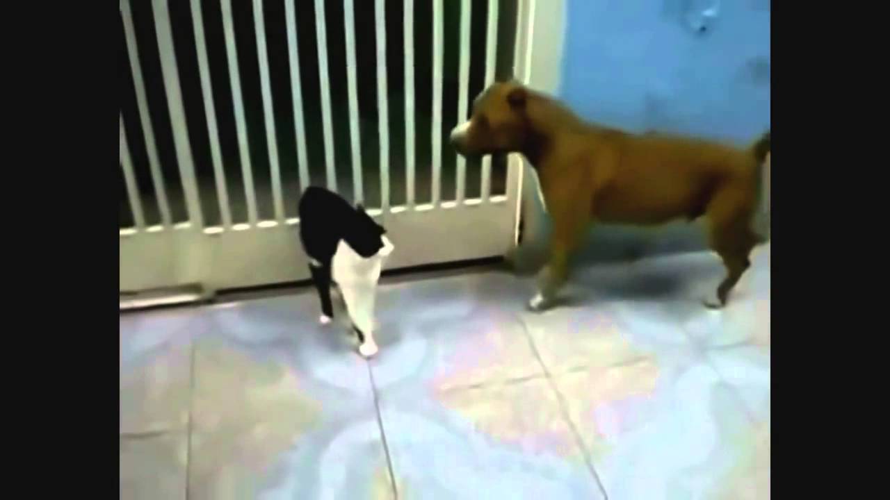 Cat vs Dog  Epic Battle