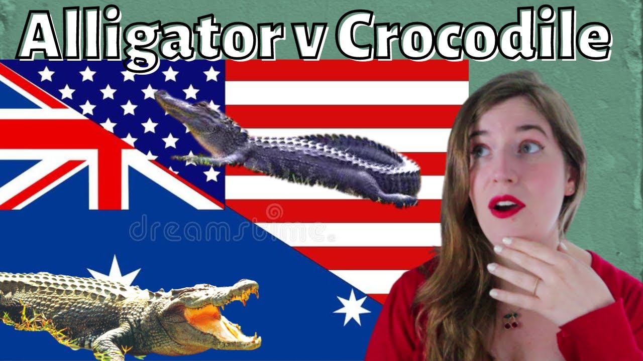 American Reacts to ALLIGATOR v CROCODILE - Which is more powerful?