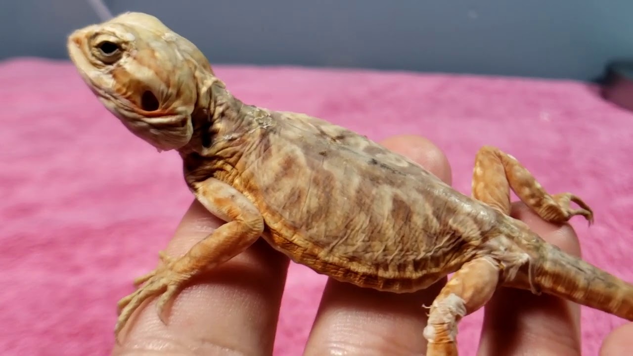 VERY SICK SILKBACK BEARDED DRAGON (SILKIE) THE WORST BEARDED DRAGON DAY 1| DO NOT BUY THESE AS PETS!