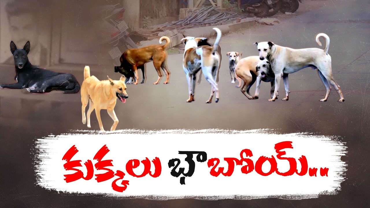 Stray Dog Menace in Guntur | Residents Demand Urgent Action from GMC