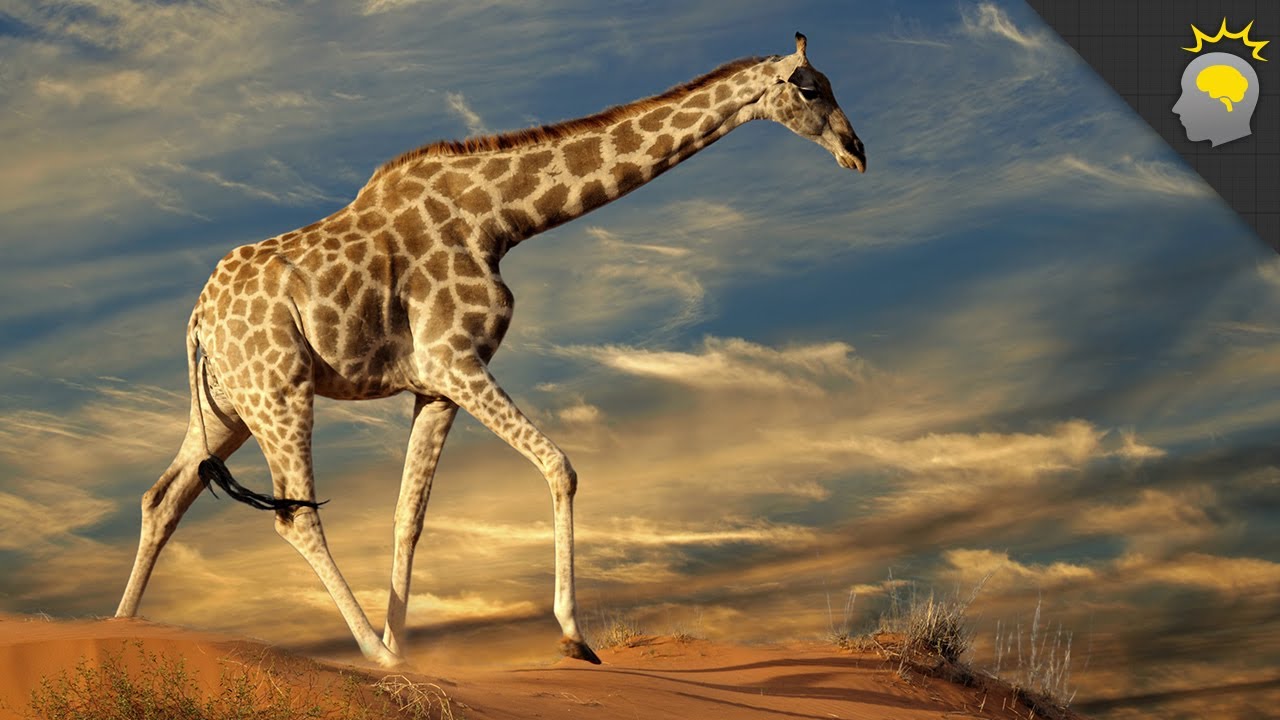 5 Amazing Giraffe Facts - Science on the Web #51