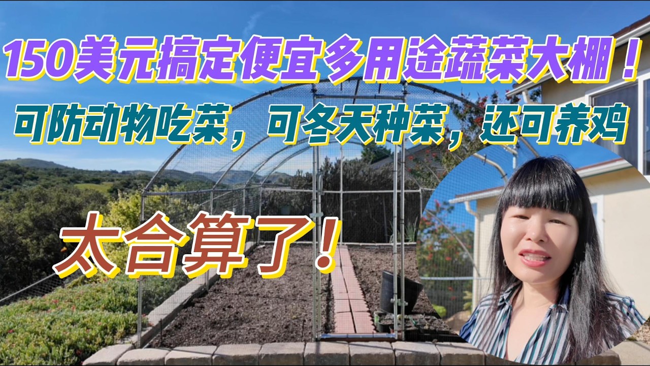 150美元搞定后院蔬菜大棚，便宜好看用途多，可防小动物吃菜，可冬天种菜，还可养鸡。太合算了！